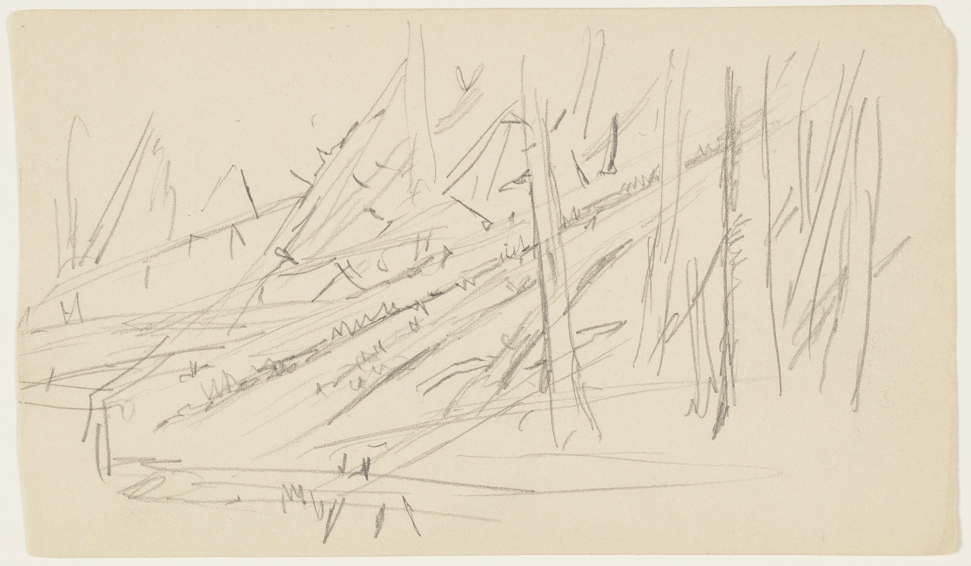 Fallen Trees, Maine