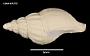 Falsitromina simplex