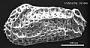 Falunia sp.
