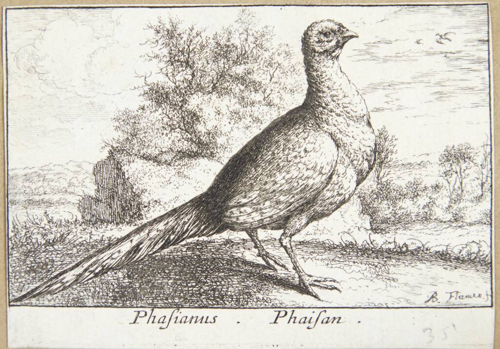 Fasanen (Phasianus)