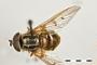 Ferdinandea aeneicolor