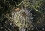 Ferocactus sp.