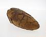 Ferruginous concretion