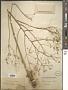 Ferula caspica M. Bieb.