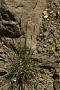 Festuca sp.