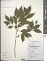 Ficus abelii Miq.