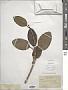 Ficus aurea Nutt.