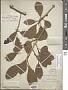 Ficus aurea Nutt.