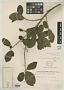 Ficus colubrinae Standl.