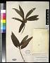 Ficus donnell-smithii Standl.