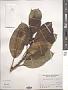 Ficus elastica Roxb.