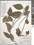 Ficus hederacea Roxb.