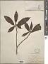 Ficus heteromorpha Hemsl.
