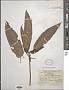 Ficus heteromorpha Hemsl.