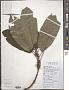 Ficus heteromorpha Hemsl.