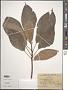 Ficus heteromorpha Hemsl.