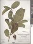 Ficus hispida L. f.