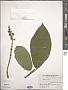 Ficus hispida L. f.