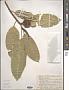 Ficus insipida Willd.