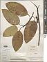 Ficus insipida Willd.