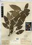 Ficus kingiana Hemsl.