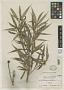 Ficus linearis Merr.