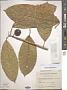 Ficus maxima Mill.