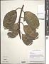 Ficus maxima Mill.