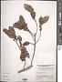 Ficus microcarpa L. f.