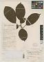 Ficus paucinervia Merr.