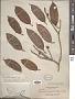 Ficus pellucido-punctata Griff.