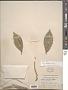 Ficus pubinervis Blume