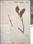 Ficus pubinervis Blume