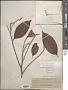 Ficus pubinervis Blume