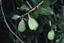 Ficus pumila L.