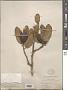 Ficus pumila L.