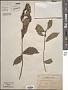 Ficus pyriformis Hook. & Arn.