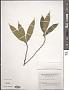 Ficus pyriformis Hook. & Arn.