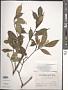 Ficus pyriformis Hook. & Arn.
