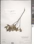 Ficus pyriformis Hook. & Arn.