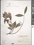 Ficus pyriformis Hook. & Arn.