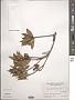Ficus pyriformis Hook. & Arn.