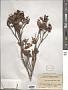 Ficus pyriformis Hook. & Arn.