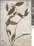 Ficus recurva Blume
