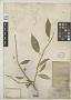 Ficus sonorae S. Watson