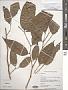 Ficus sp.