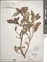 Ficus sp.
