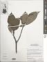Ficus sp.