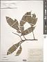 Ficus sp.