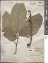 Ficus sp.